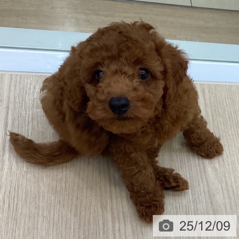 沖縄県のトイプードル(トイ) (ペットプラス 沖縄ライカム店/2025年9月17日生まれ/男の子/レッド)の子犬の4枚目の画像