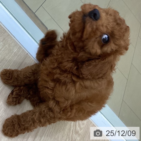 沖縄県のトイプードル(トイ) (ペットプラス 沖縄ライカム店/2025年9月17日生まれ/男の子/レッド)の子犬の3枚目の画像