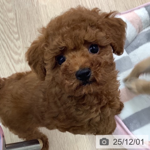 長崎県のトイプードル(トイ) (ペットプラス 長崎店/2025年9月17日生まれ/女の子/レッド)の子犬の4枚目の画像