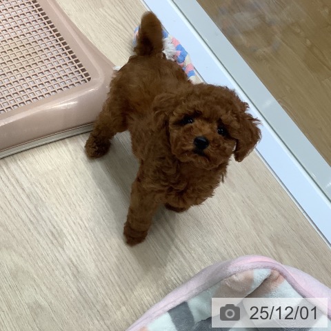 長崎県のトイプードル(トイ) (ペットプラス 長崎店/2025年9月17日生まれ/女の子/レッド)の子犬の3枚目の画像