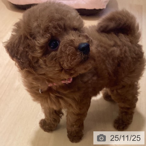 鹿児島県のトイプードル(トイ) (ペットプラス 姶良店/2025年9月17日生まれ/女の子/レッド)の子犬の4枚目の画像