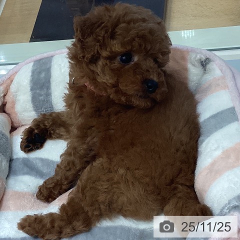 鹿児島県のトイプードル(トイ) (ペットプラス 姶良店/2025年9月17日生まれ/女の子/レッド)の子犬の3枚目の画像