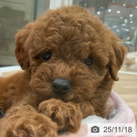 トイ・プードルの写真