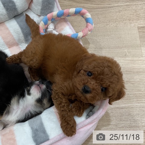 トイ・プードルの写真