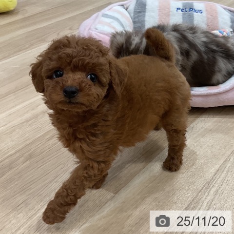 福岡県のトイプードル(トイ) (ペットプラス MARK IS 福岡ももち店/2025年9月17日生まれ/女の子/レッド)の子犬の3枚目の画像