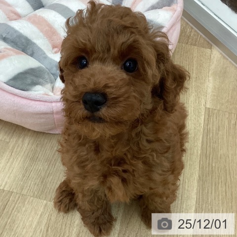 宮崎県のトイプードル(トイ) (ペットプラス 宮崎店/2025年9月17日生まれ/男の子/レッド)の子犬の4枚目の画像