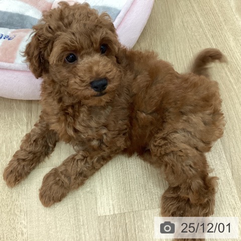 宮崎県のトイプードル(トイ) (ペットプラス 宮崎店/2025年9月17日生まれ/男の子/レッド)の子犬の3枚目の画像