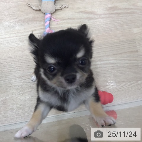 沖縄県のチワワ(ロング) (ペットプラス 沖縄ライカム店/2025年9月6日生まれ/男の子/ブラックタンホワイト)の子犬の4枚目の画像