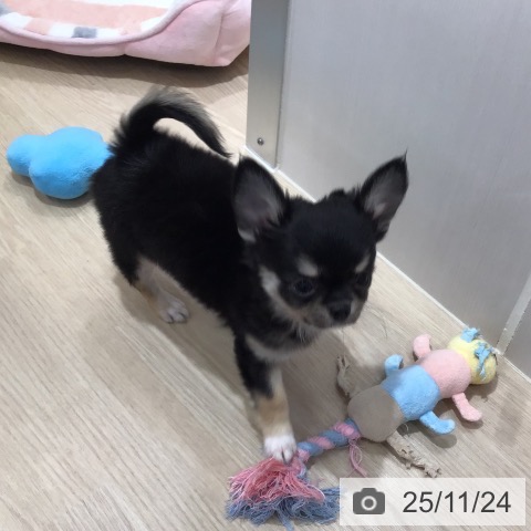 沖縄県のチワワ(ロング) (ペットプラス 沖縄ライカム店/2025年9月6日生まれ/男の子/ブラックタンホワイト)の子犬の3枚目の画像