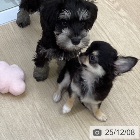 沖縄県のチワワ(ロング) (ペットプラス 沖縄ライカム店/2025年9月6日生まれ/男の子/ブラックタンホワイト)の子犬の3枚目の画像