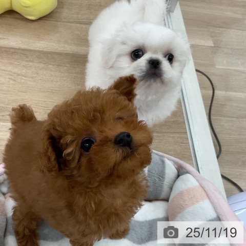 福岡県のペキニーズ (ペットプラス 八幡東店/2025年9月17日生まれ/男の子/ホワイト)の子犬の4枚目の画像