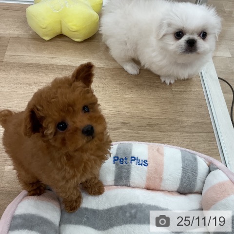 福岡県のペキニーズ (ペットプラス 八幡東店/2025年9月17日生まれ/男の子/ホワイト)の子犬の3枚目の画像