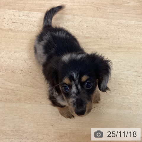 ミニチュア・ダックスフンドの写真