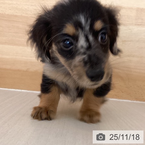 ミニチュア・ダックスフンドの写真