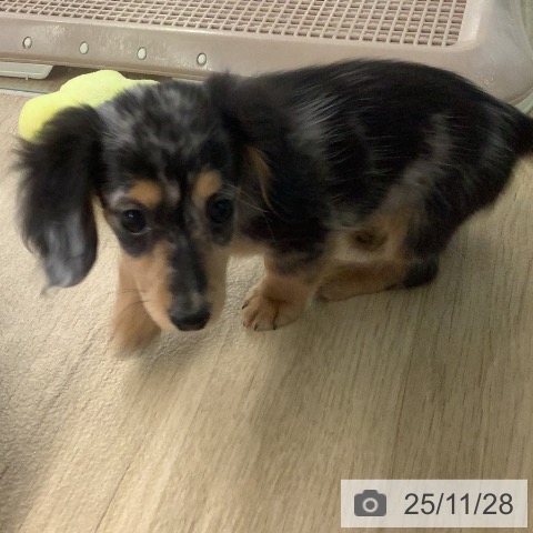 宮崎県のミニチュアダックスフンド(ロング) (ペットプラス 宮崎店/2025年9月9日生まれ/女の子/シルバーダップル)の子犬の4枚目の画像