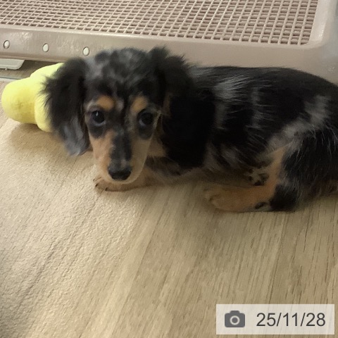 宮崎県のミニチュアダックスフンド(ロング) (ペットプラス 宮崎店/2025年9月9日生まれ/女の子/シルバーダップル)の子犬の3枚目の画像