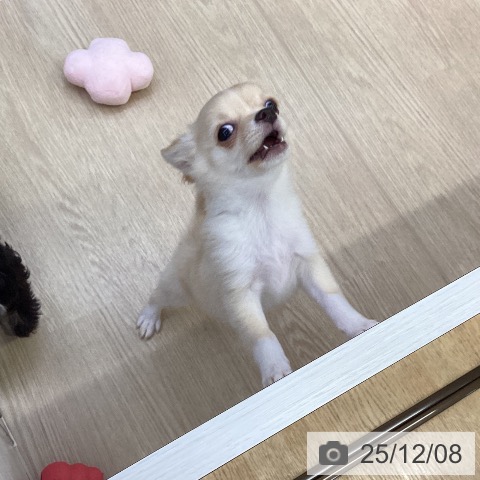 沖縄県のチワワ(ロング) (ペットプラス 沖縄ライカム店/2025年9月16日生まれ/男の子/クリームホワイト)の子犬の4枚目の画像