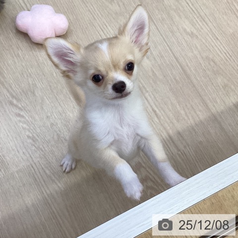 沖縄県のチワワ(ロング) (ペットプラス 沖縄ライカム店/2025年9月16日生まれ/男の子/クリームホワイト)の子犬の3枚目の画像