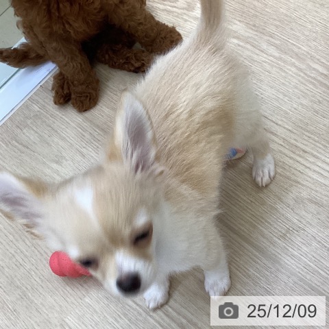 沖縄県のチワワ(ロング) (ペットプラス 沖縄ライカム店/2025年9月16日生まれ/男の子/クリームホワイト)の子犬の3枚目の画像