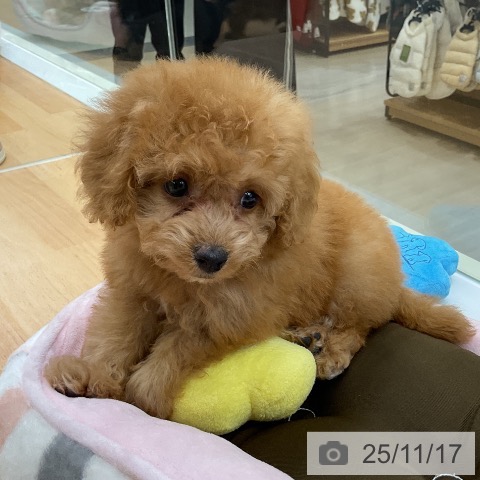 トイ・プードルの写真