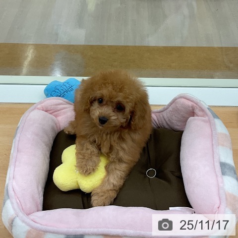 トイ・プードルの写真