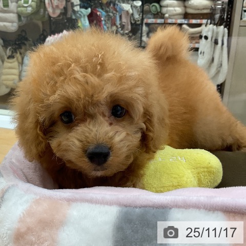 トイ・プードルの写真