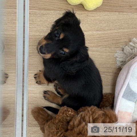 ミニチュア・ダックスフンドの写真