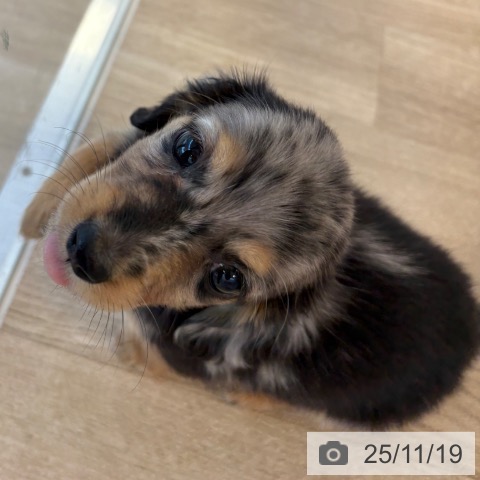 ミニチュア・ダックスフンドの写真