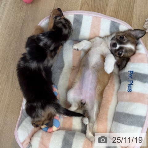 福岡県のミニチュアダックスフンド(ロング) (ペットプラス ららぽーと福岡店/2025年9月17日生まれ/男の子/シルバーダップル)の子犬の4枚目の画像