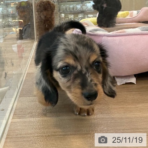 福岡県のミニチュアダックスフンド(ロング) (ペットプラス ららぽーと福岡店/2025年9月17日生まれ/男の子/シルバーダップル)の子犬の3枚目の画像