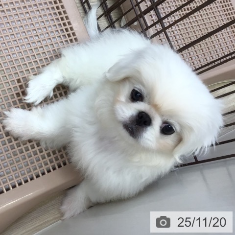 ペキニーズの写真