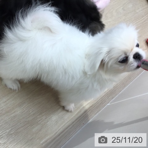 ペキニーズの写真