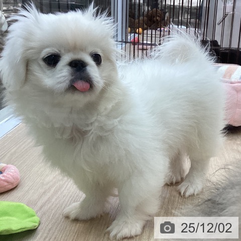 ペキニーズの写真