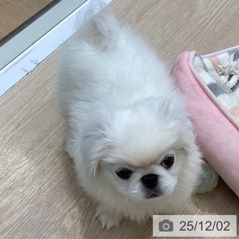 ペキニーズの写真