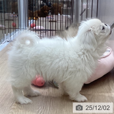 ペキニーズの写真