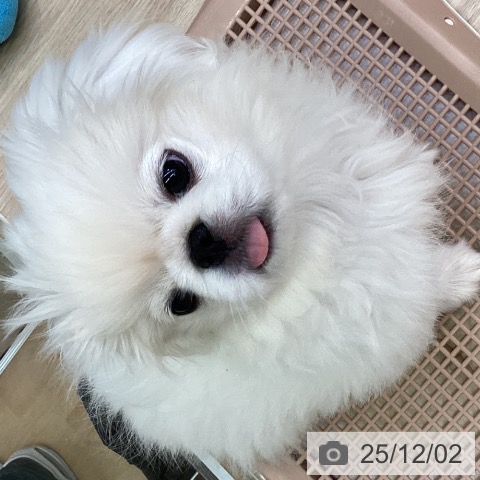 ペキニーズの写真