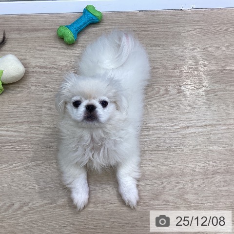 沖縄県のペキニーズ (ペットプラス 沖縄ライカム店/2025年9月11日生まれ/女の子/ホワイト)の子犬の3枚目の画像