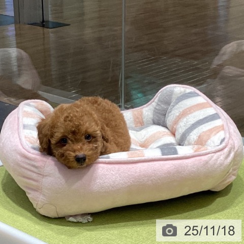 トイ・プードルの写真