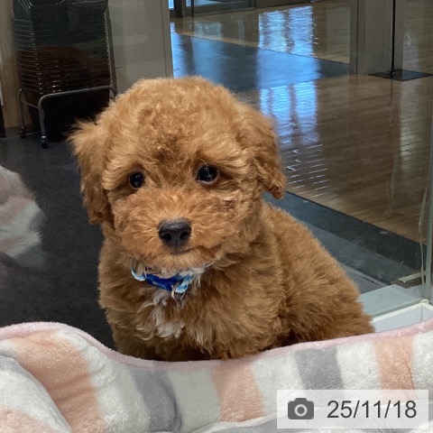 トイ・プードルの写真