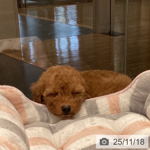 トイ・プードルの写真