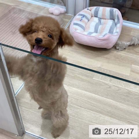 福岡県のトイプードル(トイ) (ペットプラス 八幡東店/2025年9月17日生まれ/男の子/レッド)の子犬の3枚目の画像