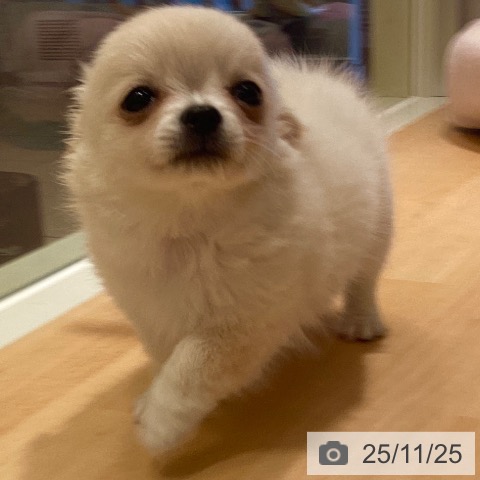 鹿児島県のチワワ(ロング) (ペットプラス 姶良店/2025年9月17日生まれ/男の子/クリームホワイト)の子犬の4枚目の画像