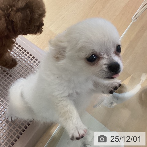 鹿児島県のチワワ(ロング) (ペットプラス 姶良店/2025年9月17日生まれ/男の子/クリームホワイト)の子犬の3枚目の画像