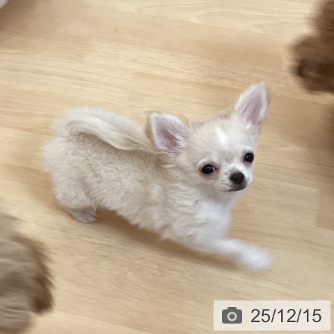 福岡県のチワワ(ロング) (ペットプラス 福岡伊都店/2025年9月17日生まれ/女の子/クリームホワイト)の子犬の4枚目の画像