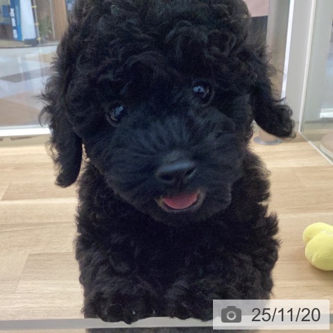 宮崎県のトイプードル(トイ) (ペットプラス 宮崎店/2025年9月18日生まれ/男の子/ブラック)の子犬の4枚目の画像