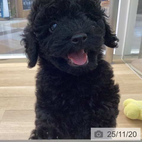 宮崎県のトイプードル(トイ) (ペットプラス 宮崎店/2025年9月18日生まれ/男の子/ブラック)の子犬の3枚目の画像