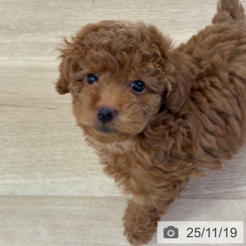 トイ・プードルの写真