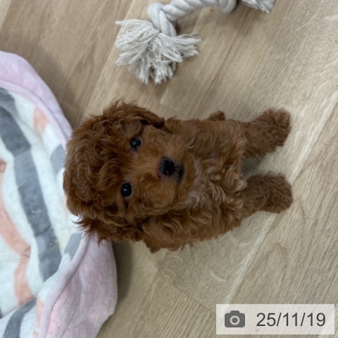 福岡県のトイプードル(トイ) (ペットプラス ららぽーと福岡店/2025年9月16日生まれ/男の子/レッド)の子犬の4枚目の画像