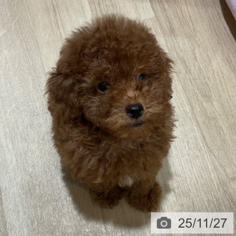 福岡県のトイプードル(トイ) (ペットプラス 小倉南店/2025年9月16日生まれ/男の子/レッド)の子犬の4枚目の画像