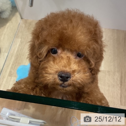 福岡県のトイプードル(トイ) (ペットプラス 小倉南店/2025年9月16日生まれ/男の子/レッド)の子犬の3枚目の画像